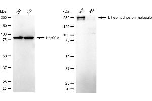 anti-L1 Cell Adhesion Molecule (L1CAM) antibody