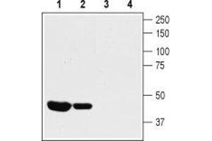 Western blot analysis of rat (lanes 1 and 3) and mouse (lanes 2 and 4) heart lysates: - 1,2. (KCNA10 Antikörper  (Intracellular, N-Term))