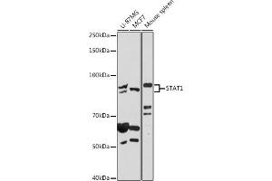 Western blot analysis of extracts of various cell lines, using ST antibody (ABIN6128749, ABIN6148564, ABIN6148566 and ABIN6215937) at 1:500 dilution. (STAT1 Antikörper  (AA 513-712))