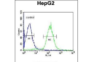 Flow cytometric analysis of HepG2 cells (right histogram) compared to a negative control cell (left histogram). (PLTP Antikörper  (C-Term))