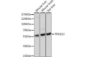 Western blot analysis of extracts of various cell lines, using TP53I13 antibody (ABIN7271098) at 1:1000 dilution.
