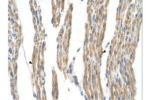 Immunohistochemistry (IHC) image for anti-Alanine Aminotransferase (ALT) (N-Term) antibody (ABIN2782332)