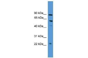 PDZK1 antibody used at 0. (PDZK1 Antikörper  (N-Term))