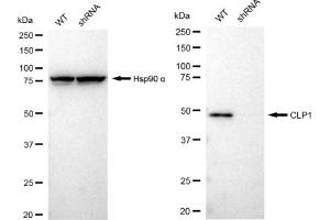 anti-Cleavage and Polyadenylation Factor I Subunit 1 (CLP1) antibody