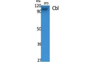 Western Blot (WB) analysis of specific cells using Cbl Polyclonal Antibody. (CBL Antikörper  (Ser207))