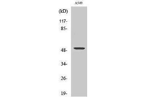Western Blotting (WB) image for anti-Carboxypeptidase M (CPM) (Internal Region) antibody (ABIN3180555)