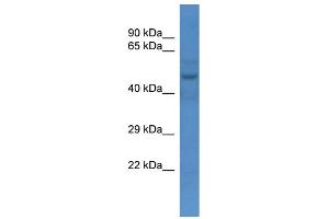 WB Suggested Anti-Slc16a3 Antibody   Titration: 1. (SLC16A3 Antikörper  (N-Term))