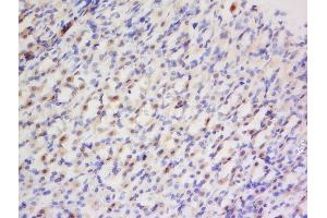 Formalin-fixed and paraffin embedded rat stomach labeled with Anti- Preproendothelin 1 Polyclonal Antibody, Unconjugated  at 1:200 followed by conjugation to the secondary antibody and DAB staining. (Prepro-Endothelin-1 (AA 16-110) Antikörper)