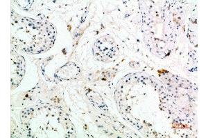 Immunohistochemical analysis of paraffin-embedded human-testis, antibody was diluted at 1:200 (PMCH Antikörper  (AA 112-161))