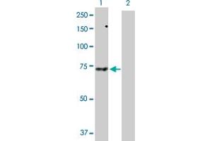 Western Blot analysis of SNX33 expression in transfected 293T cell line by SNX33 MaxPab polyclonal antibody. (SNX33 Antikörper  (AA 1-574))