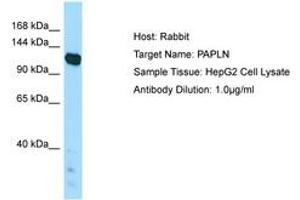 Image no. 1 for anti-Papilin, Proteoglycan-Like Sulfated Glycoprotein (PAPLN) (AA 921-970) antibody (ABIN6750032) (PAPLN Antikörper  (AA 921-970))