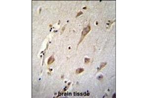 NXNL2 Antibody (Center) (ABIN654522 and ABIN2844244) immunohistochemistry analysis in formalin fixed and paraffin embedded human brain tissue followed by peroxidase conjugation of the secondary antibody and DAB staining. (NXNL2 Antikörper  (AA 80-108))