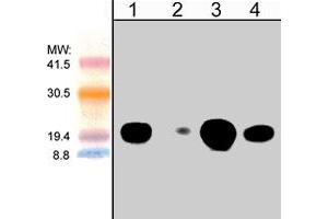 Western blot analysis of human Jurkat cells (lanes 1 & 2) and mouse brain (lanes 3 & 4).