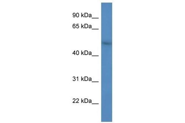FBXW9 Antikörper  (C-Term)