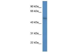 Western Blot showing FBXW9 antibody used at a concentration of 1.