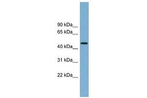 RNF44 antibody used at 1 ug/ml to detect target protein. (RNF44 Antikörper  (N-Term))