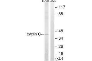 Western blot analysis of extracts from LOVO cells, using Cyclin C (Ab-275) antibody. (Cyclin C Antikörper  (Ser275))