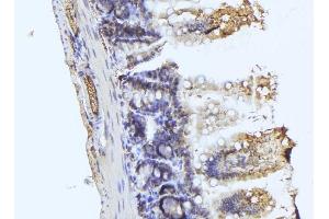 ABIN6279714 at 1/100 staining Mouse colon tissue by IHC-P. (RASSF3 Antikörper  (Internal Region))
