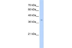 WB Suggested Anti-FNDC3B Antibody Titration:  2. (FNDC3B Antikörper  (N-Term))