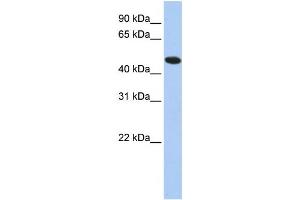 Western Blotting (WB) image for anti-Thioredoxin Domain Containing 5 (Endoplasmic Reticulum) (TXNDC5) antibody (ABIN2460068) (TXNDC5 Antikörper)