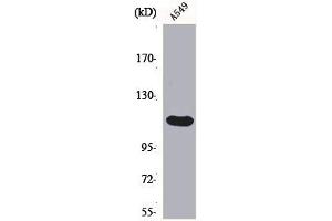 Western Blot analysis of A549 cells using Bek Polyclonal Antibody (FGFR2 Antikörper  (Internal Region))