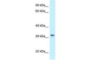 Image no. 1 for anti-Peroxisomal Biogenesis Factor 19 (PEX19) (C-Term) antibody (ABIN6747539) (PEX19 Antikörper  (C-Term))