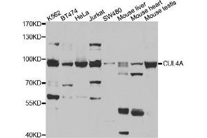 Western blot analysis of extracts of various cell lines, using CUL4A antibody. (Cullin 4A Antikörper)