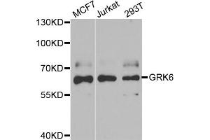 Western blot analysis of extracts of various cell lines, using GRK6 antibody (ABIN5973784) at 1/1000 dilution.