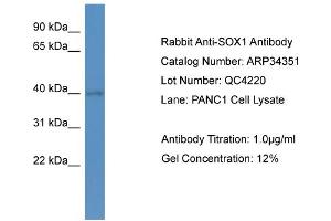 WB Suggested Anti-SOX1 Antibody   Titration: 1. (SOX1 Antikörper  (N-Term))