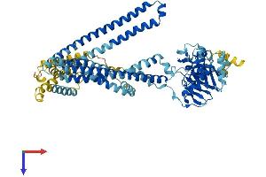 TAP2 Protein (AA 1-702) (His tag)