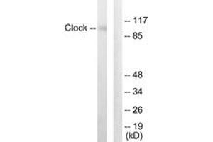 Western blot analysis of extracts from HuvEc cells, using Clock Antibody.
