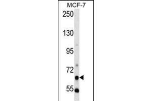 PCK1 Antibody (N-term) (ABIN392676 and ABIN2842169) western blot analysis in MCF-7 cell line lysates (35 μg/lane). (PCK1 Antikörper  (N-Term))