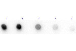 Dot Blot of Bovine IgG F(c) Fragment. (Cow IgG Isotyp-Kontrolle)