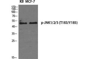 Western Blot (WB) analysis of specific cells using Phospho-JNK1/2/3 (T183/Y185) Polyclonal Antibody. (JNK Antikörper  (pThr183, pTyr185))