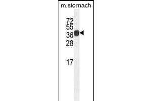 SYT8 Antibody (Center) (ABIN654312 and ABIN2844096) western blot analysis in mouse stomach tissue lysates (35 μg/lane). (SYT8 Antikörper  (AA 60-88))
