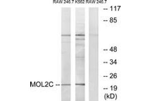 Western blot analysis of extracts from RAW264. (MOBKL2C Antikörper  (AA 81-130))