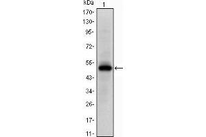Western blot analysis using Epha10 mAb against human Epha10 (AA: 34-295) recombinant protein. (EPH Receptor A10 Antikörper)
