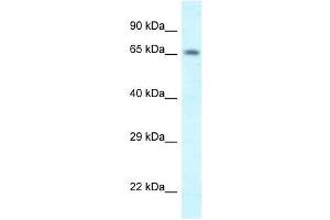 Western Blot showing Shkbp1 antibody used at a concentration of 1.