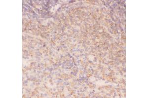 Anti-IKK alpha Picoband antibody,  IHC(P): Rat Spleen Tissue (IKK alpha Antikörper  (AA 411-745))