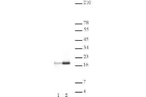 Histone H3ac (pan-acetyl) antibody (pAb) tested by Western blot. (Histone 3 Antikörper  (N-Term))