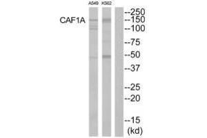 Western blot analysis of extracts from K562 cells and A549 cells, using CAF1A antibody. (CHAF1A Antikörper)