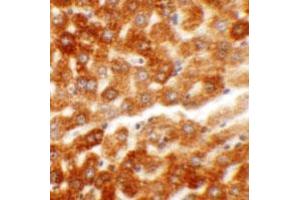 Immunohistochemical staining of rat liver cells with HDGF2 polyclonal antibody  at 5 ug/mL. (HDGFRP2 Antikörper  (N-Term))