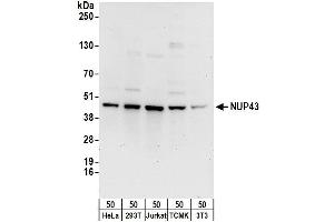 Western Blotting (WB) image for anti-Nucleoporin 43kDa (NUP43) (AA 330-380) antibody (ABIN7452959)