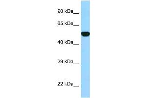 WB Suggested Anti-FPGS Antibody Titration: 1.