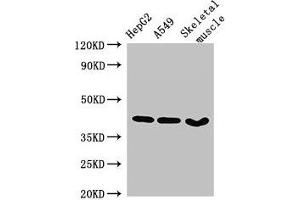 Western Blot Positive WB detected in: HepG2 whole cell lysate, A549 whole cell lysate, Mouse skeletal muscle tissue All lanes: MAPK12 antibody at 2. (MAPK12 Antikörper  (AA 314-367))