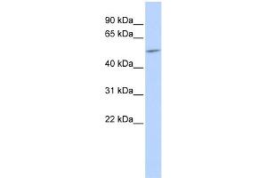 Western Blotting (WB) image for anti-Gap Junction Protein, alpha 9, 59kDa (GJA9) (Middle Region) antibody (ABIN2774869)
