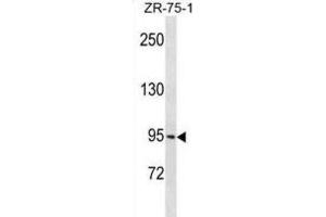 Western Blotting (WB) image for anti-Protocadherin gamma Subfamily B, 1 (PCDHGB1) antibody (ABIN3000379) (PCDHGB1 Antikörper)