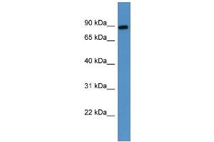 Western Blotting (WB) image for anti-Lysyl Oxidase-Like 3 (LOXL3) (Middle Region) antibody (ABIN2788388)