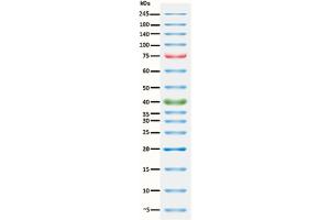 SDS-PAGE (SDS) image for ExcelBand™ 3-color Pre-stained Protein Ladder, Broad Range (ABIN5662601)
