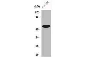 Western Blot analysis of HepG2 cells using CLCC1 Polyclonal Antibody (CLCC1 Antikörper  (Internal Region))